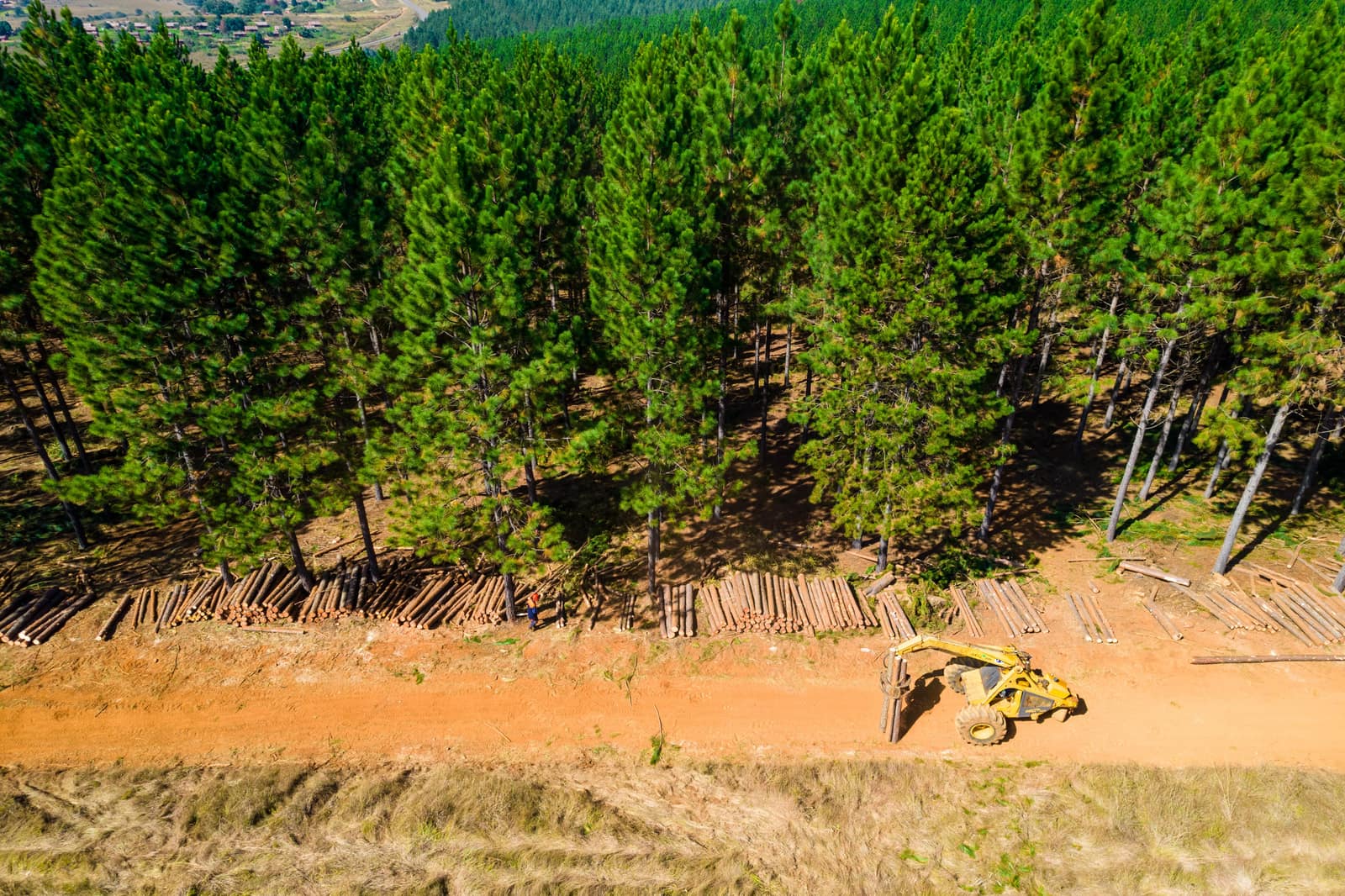 SAFCOL Forestry - aerial-plantation.jpg