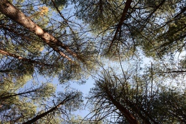 SAFCOL Forestry - canopy-lookup.jpg